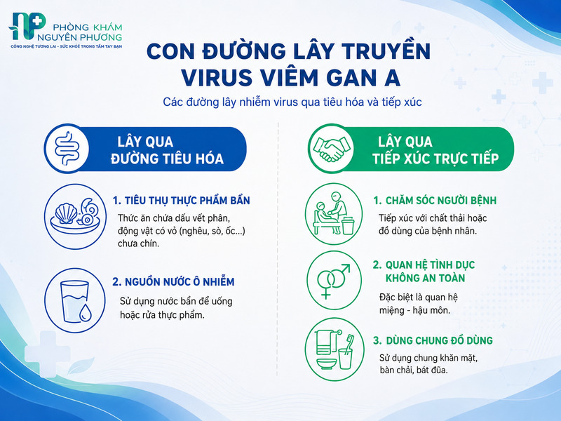 Con đường lây nhiễm virus qua tiêu hóa và tiếp xúc trực tiếp