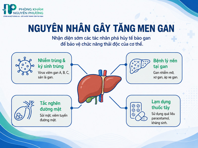 Các tác nhân chính dẫn đến tình trạng hủy hoại tế bào và giải phóng men gan.