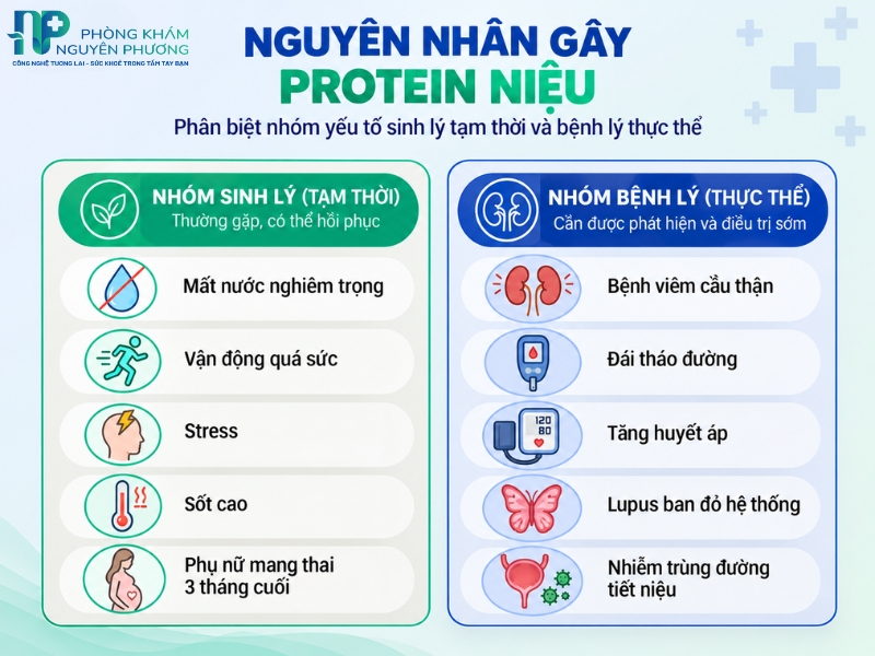 Nhóm nguyên nhân sinh lý và bệnh lý dẫn đến tình trạng thoát đạm