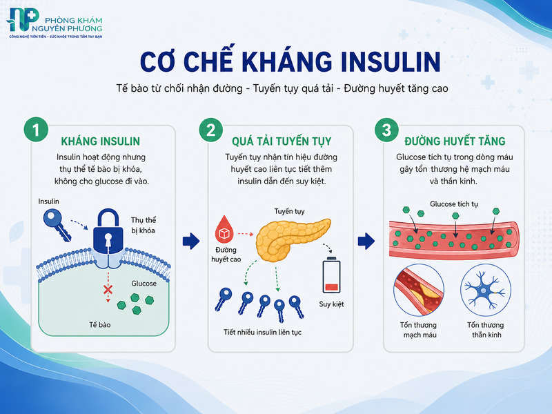 Sơ đồ mô phỏng quá trình glucose bị chặn lại bên ngoài tế bào do tình trạng kháng insulin.