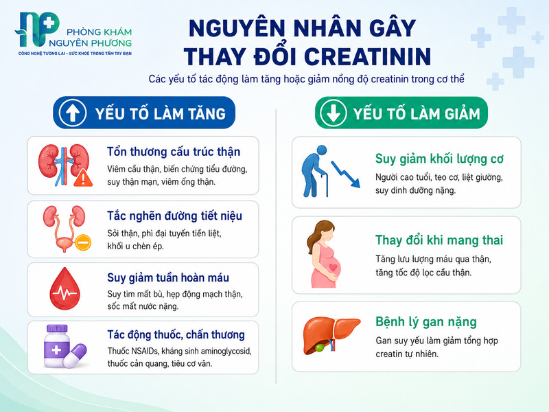 Các nguyên nhân chính khiến chỉ số creatinin trong máu tăng cao hoặc giảm thấp