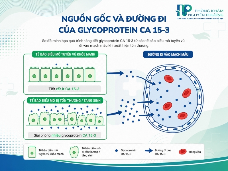 Cơ chế giải phóng glycoprotein CA 15-3 từ tế bào biểu mô tuyến vú vào mạch máu