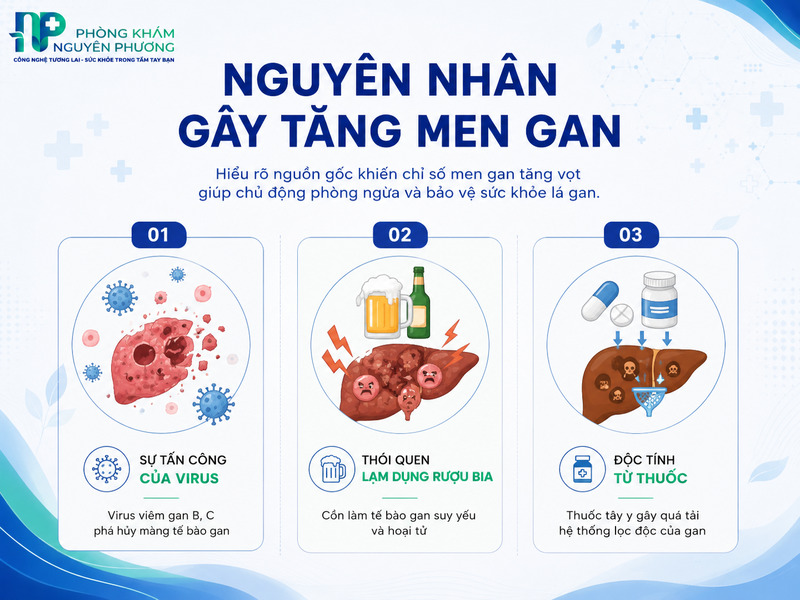 Bản đồ trực quan hóa các tác nhân chính trực tiếp phá hủy tế bào gan.