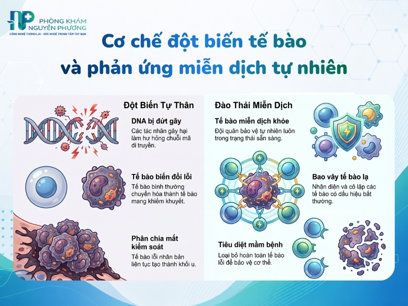 Quá trình tế bào tự đột biến bên trong cơ thể và sự đào thải từ hệ miễn dịch