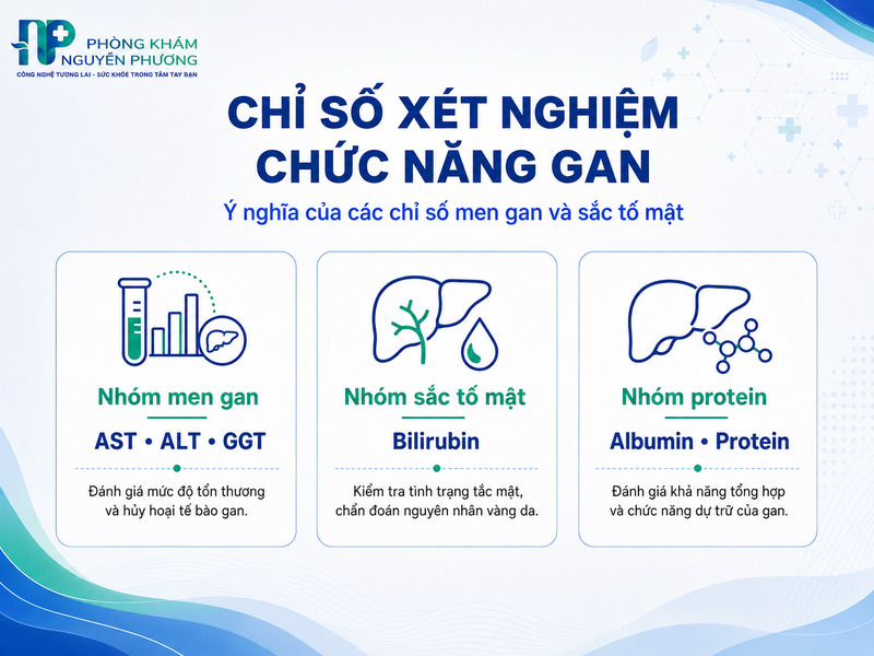 Sự thay đổi của các chỉ số sinh hóa khi gan tổn thương