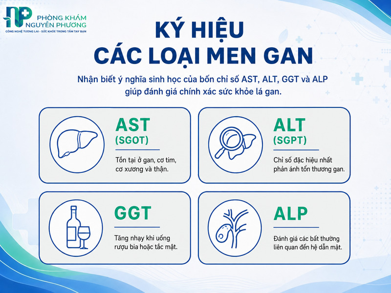 Các chỉ số men gan quan trọng cần lưu ý trên phiếu kết quả xét nghiệm.