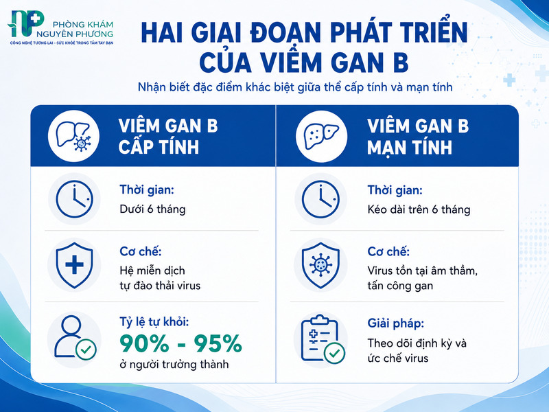 So sánh trực quan các đặc điểm lâm sàng giữa viêm gan B cấp tính và mạn tính.