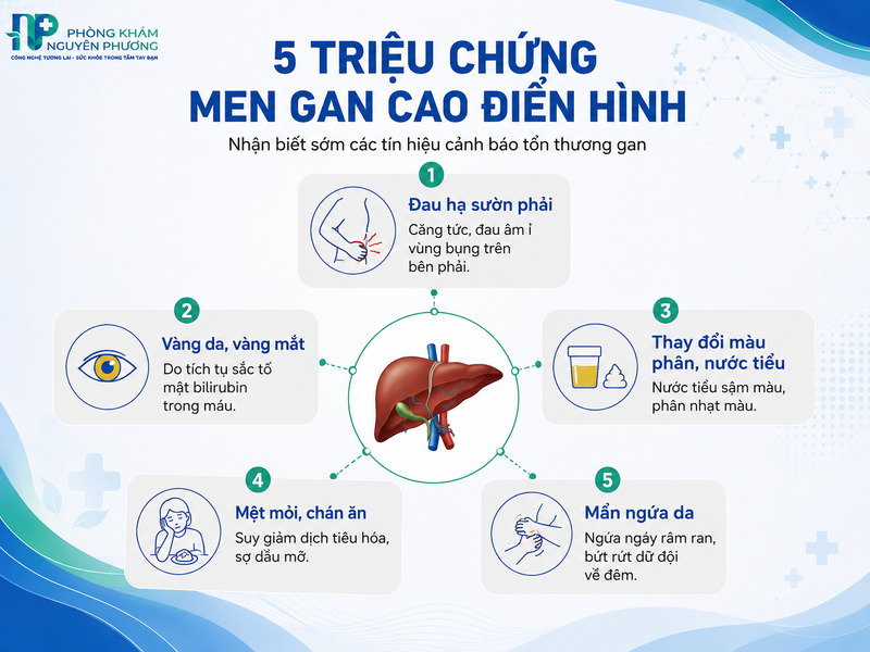 Bản đồ thông tin mô tả chi tiết các tác nhân chính trực tiếp hủy hoại tế bào gan.
