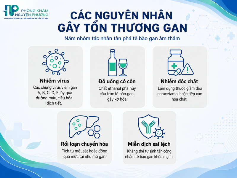 5 nhóm tác nhân phổ biến gây suy giảm chức năng gan