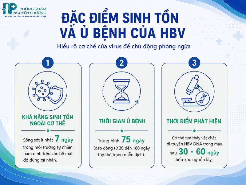 Thời gian sống ngoài môi trường và các cột mốc ủ bệnh của virus HBV.