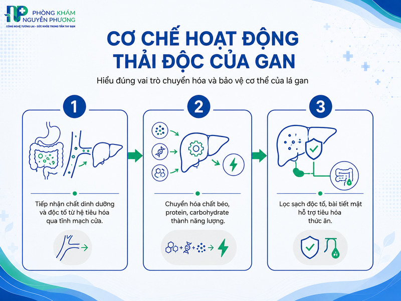 Sơ đồ hoạt động thải độc và chuyển hóa chất của gan