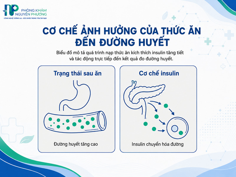 Sự biến động của nồng độ glucose trong máu sau khi cơ thể hấp thụ tinh bột.