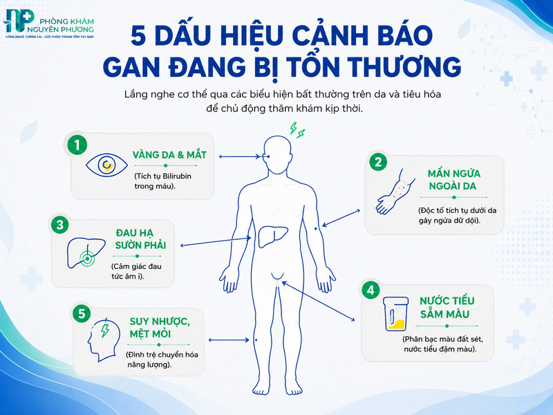 Nhận diện 5 dấu hiệu lâm sàng cảnh báo chức năng lọc độc tố của gan suy giảm.