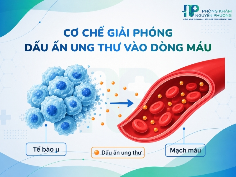 Tế bào bất thường giải phóng các protein đặc hiệu vào lòng mạch giúp bác sĩ nhận diện sớm.