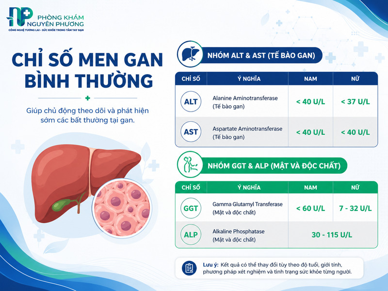 Bảng tra cứu nhanh các chỉ số men gan an toàn ở người trưởng thành.