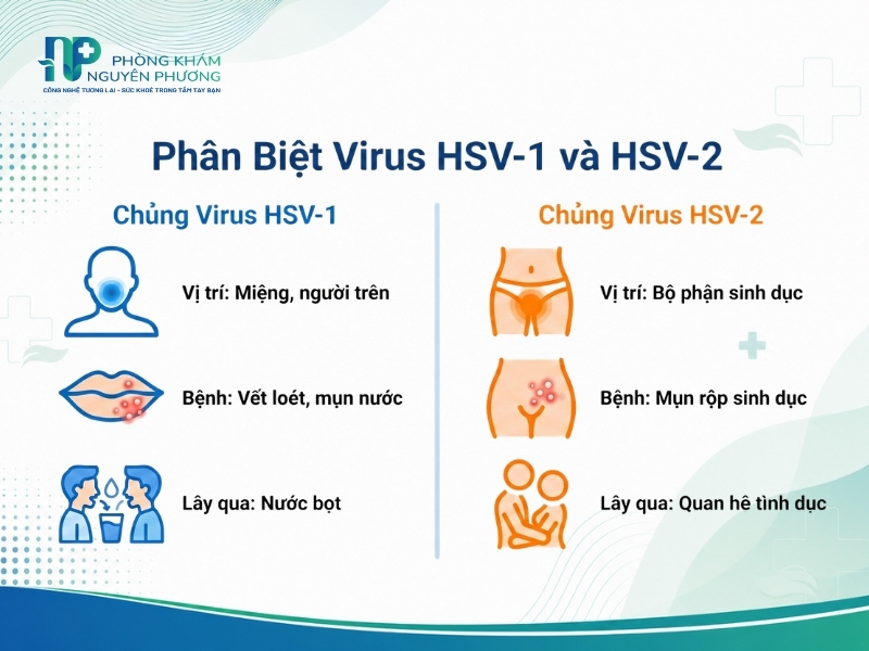 Phân biệt đặc điểm, vị trí tổn thương và đường lây truyền của virus HSV-1 và HSV-2