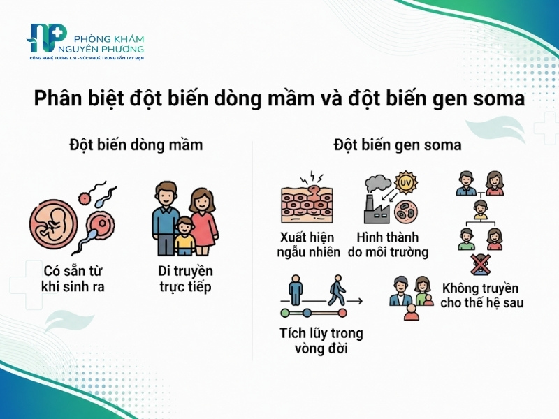 So sánh đặc điểm của đột biến dòng mầm và đột biến gen soma