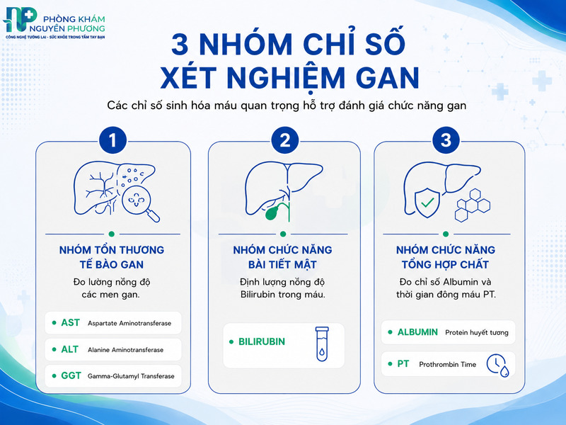 Các nhóm chỉ số sinh hóa máu đánh giá chức năng gan