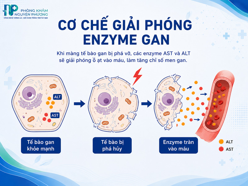 Sự giải phóng enzyme từ tế bào gan bị tổn thương vào hệ tuần hoàn.