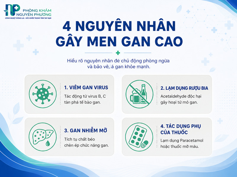 Các tác nhân phổ biến nhất hủy hoại tế bào gan và gây tăng men gan.