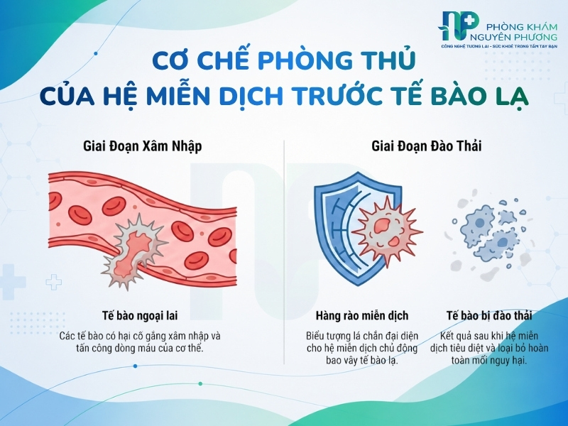 Hệ miễn dịch tự nhiên nhanh chóng đào thải tế bào lạ, ngăn chặn sự lây nhiễm ung thư