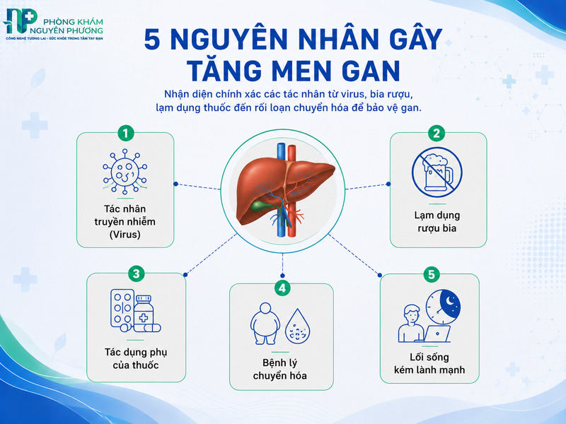 Các yếu tố trực tiếp hủy hoại tế bào gan và kích hoạt giải phóng enzyme.